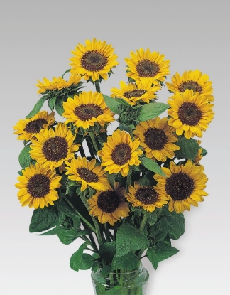 Picture of Helianthus (Sunflower) - Sonja